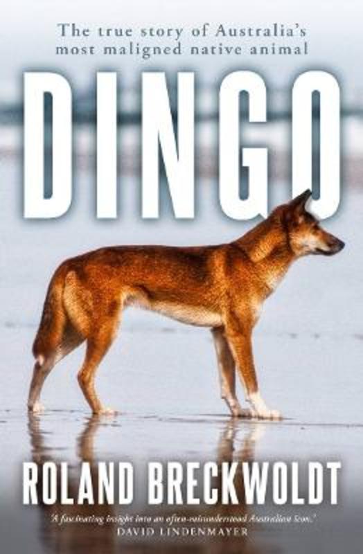 Dingo