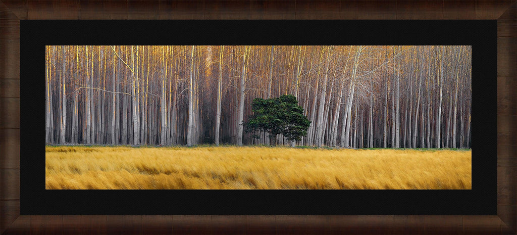 Golden Silence