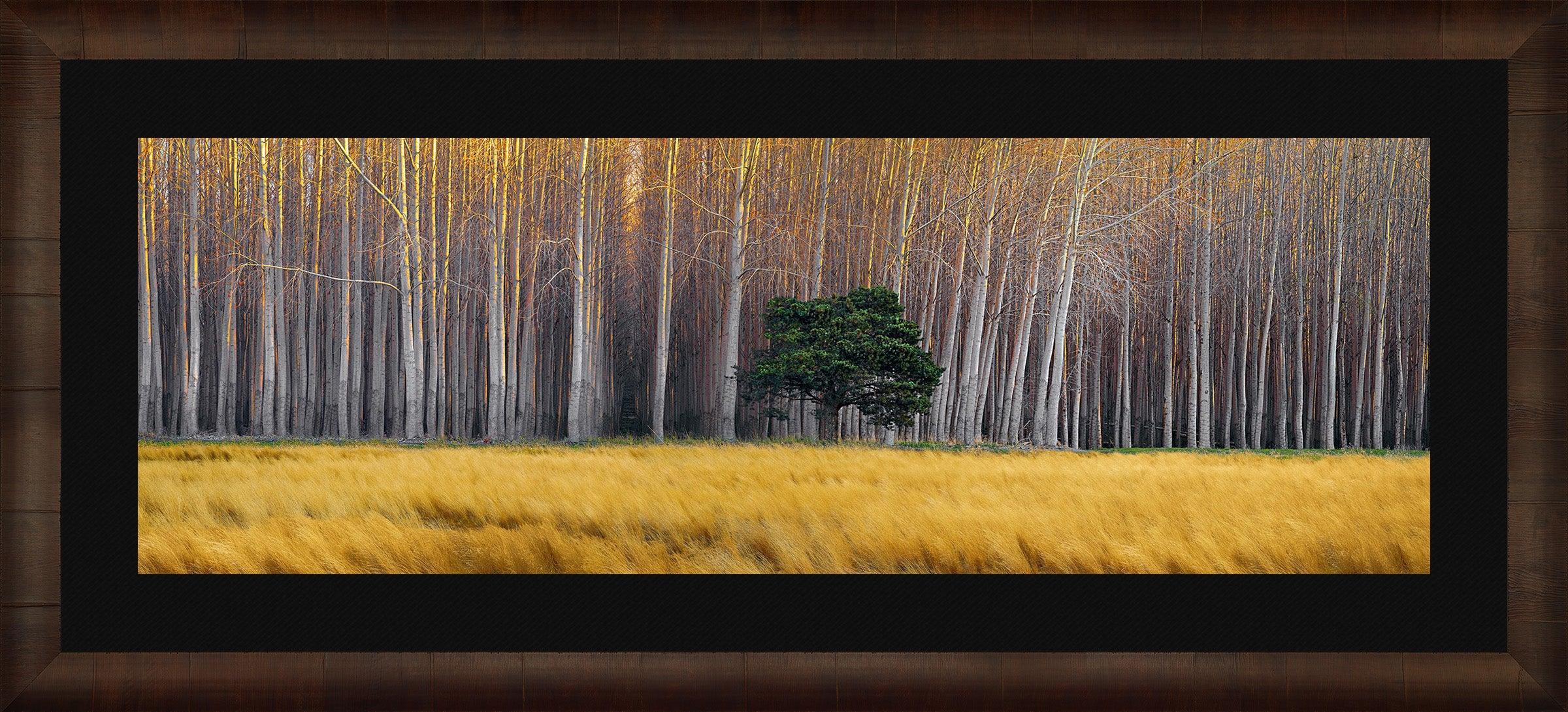Golden Silence
