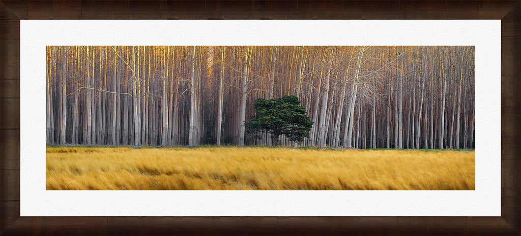 Golden Silence