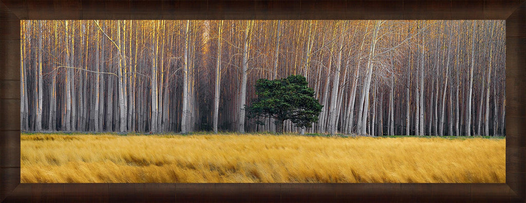 Golden Silence