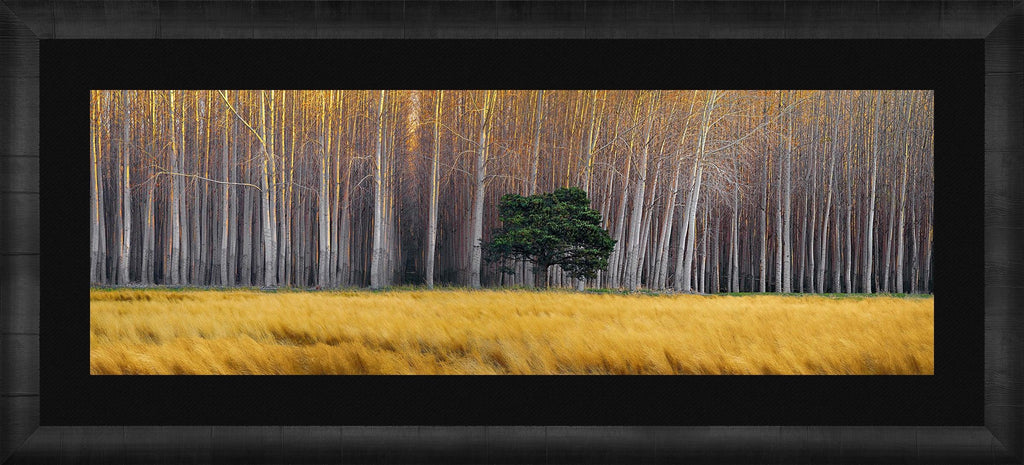 Golden Silence