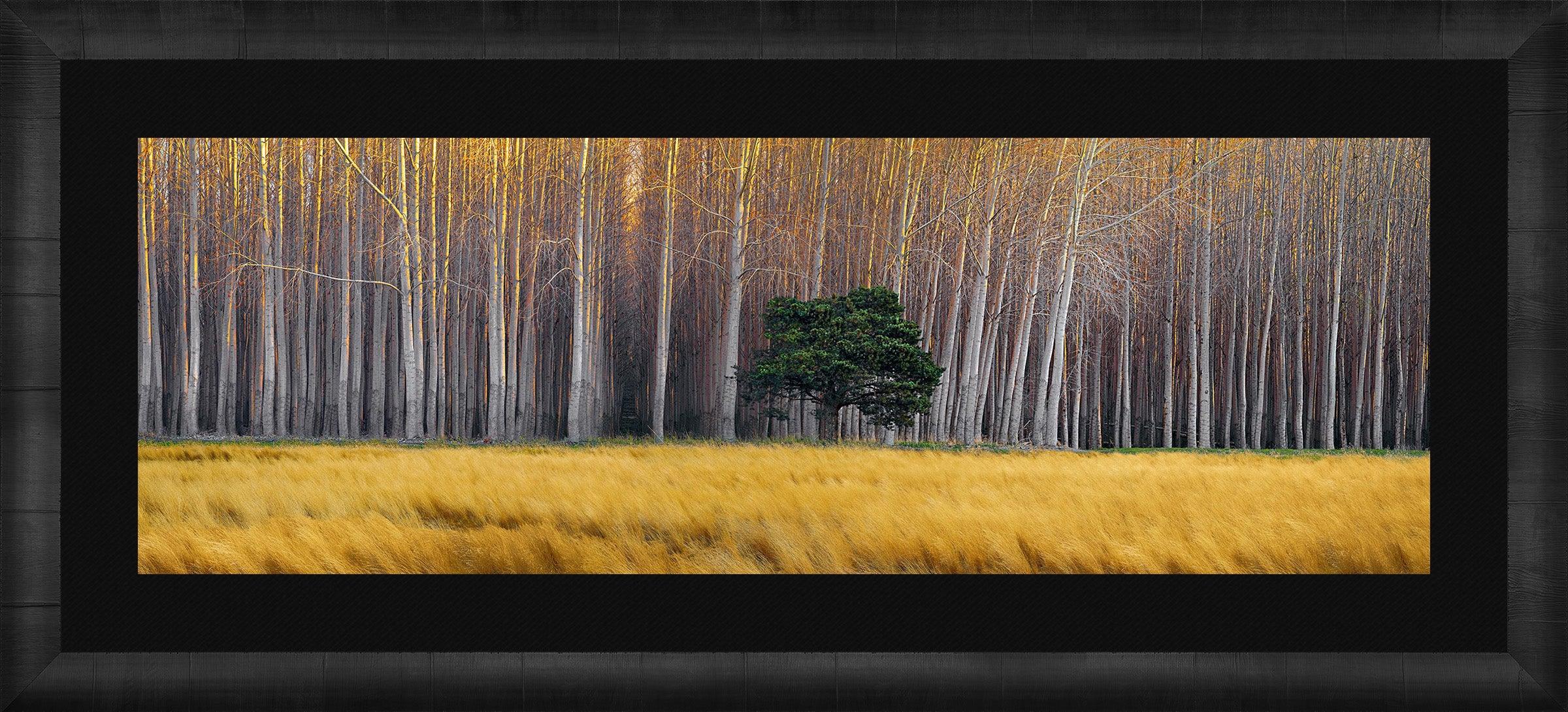 Golden Silence