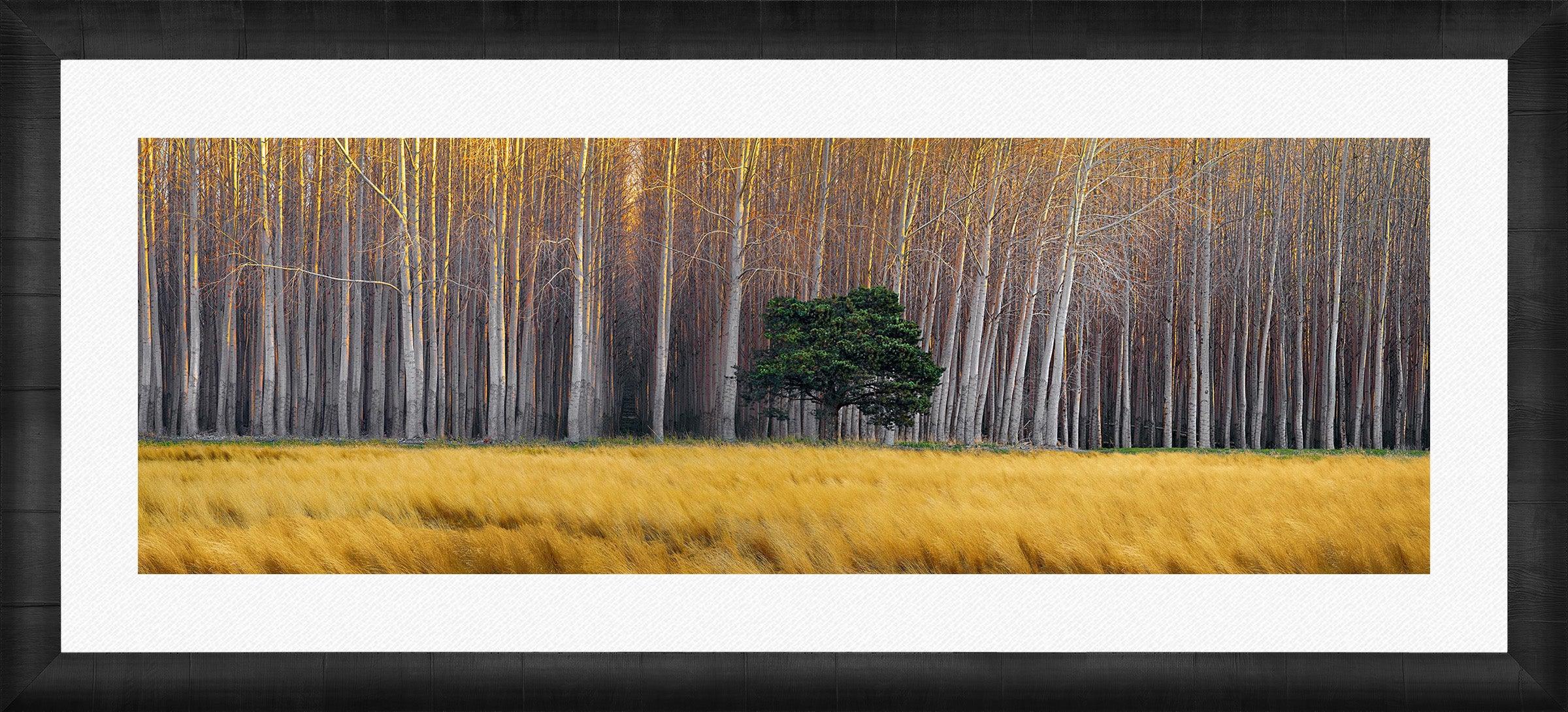 Golden Silence