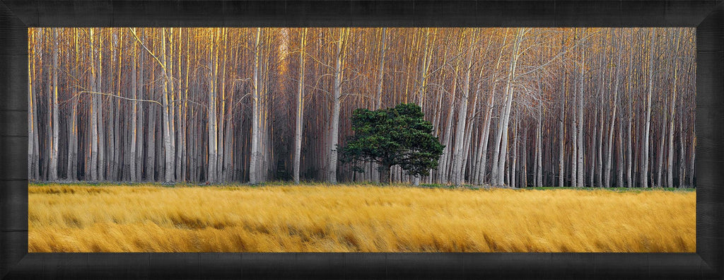 Golden Silence