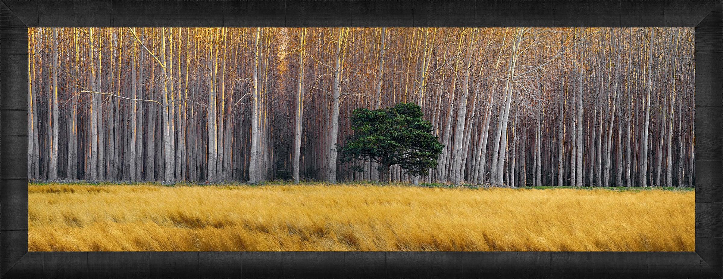 Golden Silence