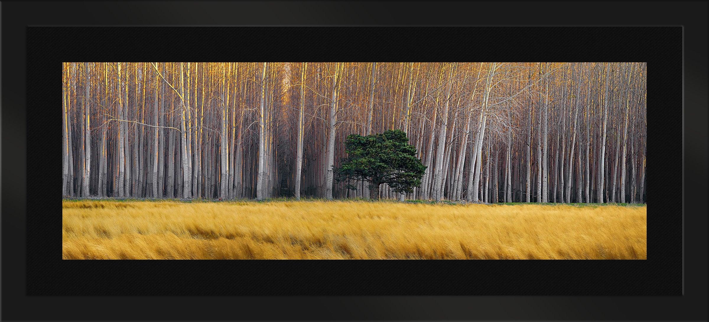 Golden Silence