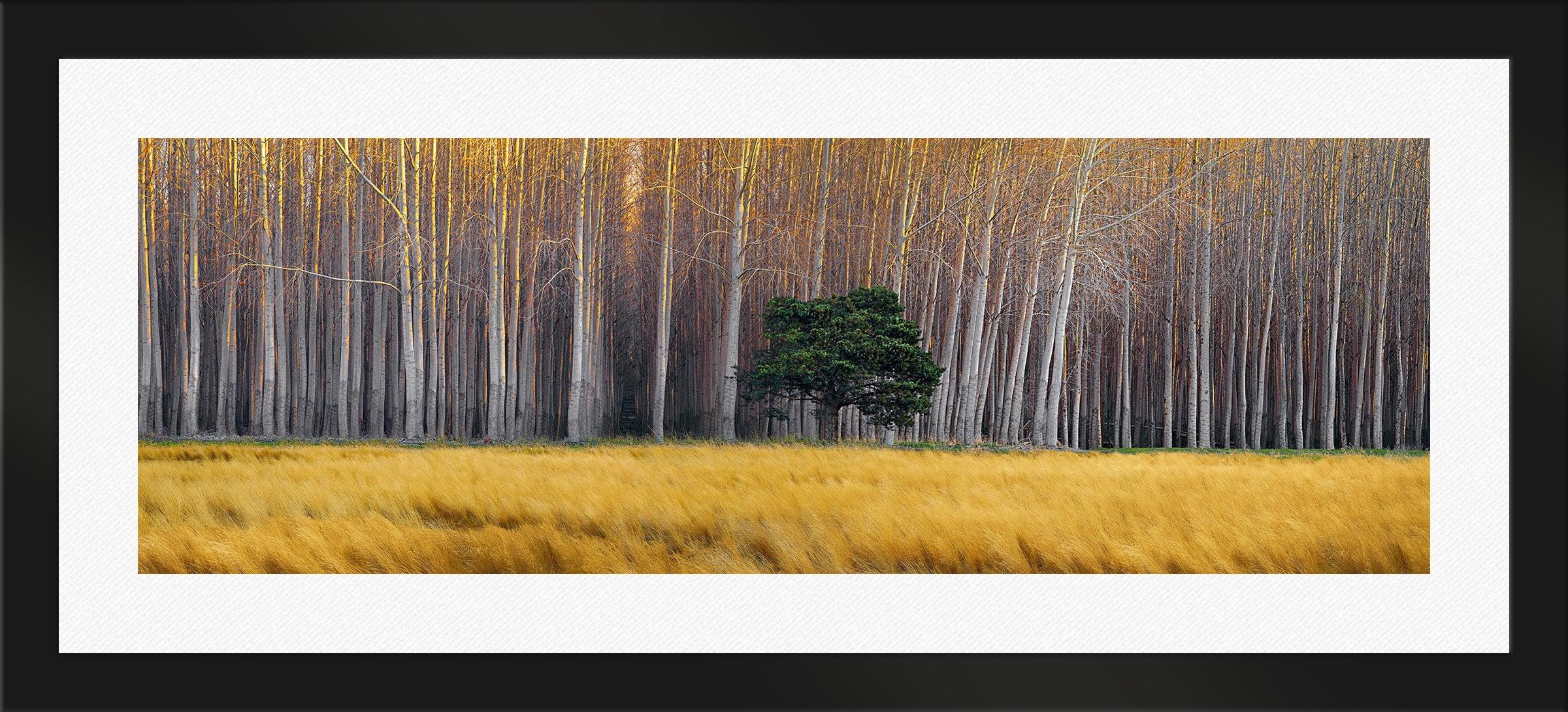 Golden Silence