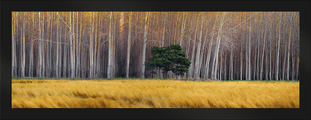 Golden Silence