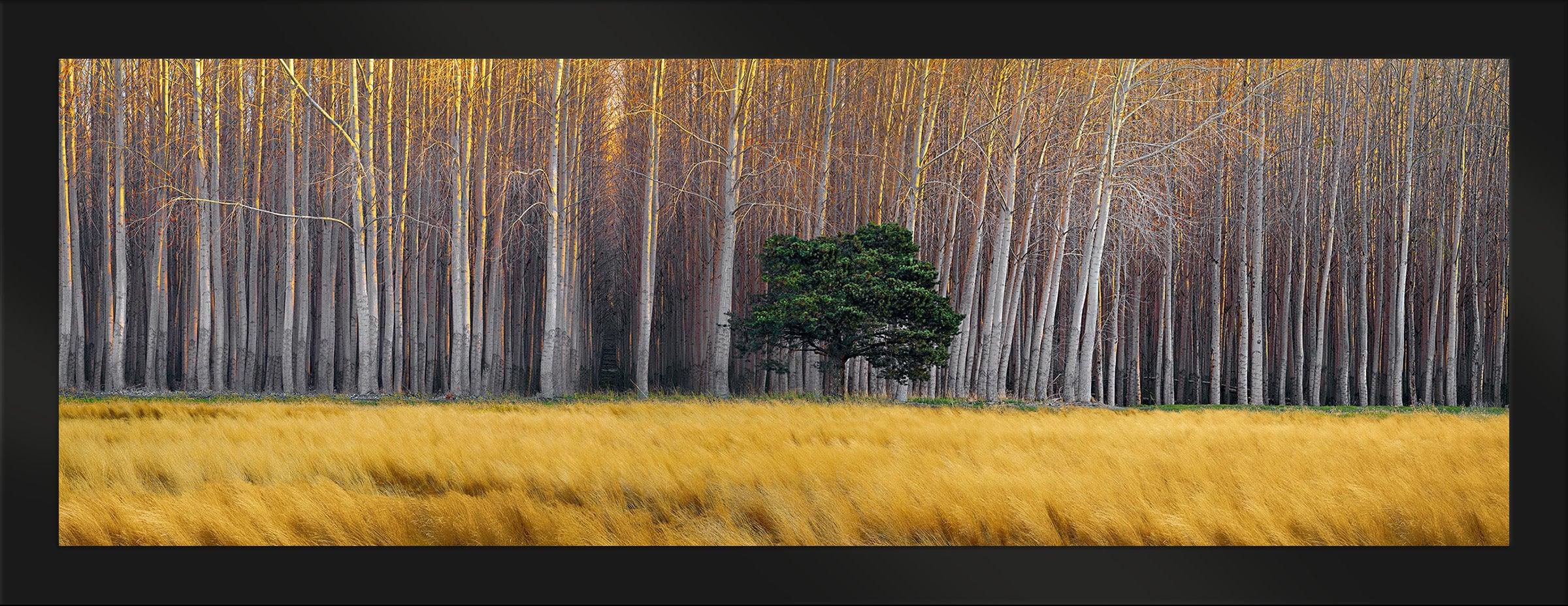 Golden Silence