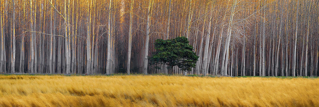 Golden Silence